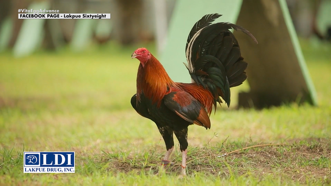 Joey Salangsang ng JSSG Gamefarm sa General Santos City Magbibigay ng mga Breeding Season Tips Powered by LDI July 19, 2025